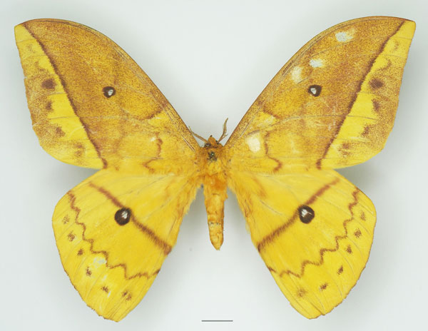 /filer/webapps/moths/media/images/I/imperator_Pseudantheraea_AM_Basquin_02a.jpg