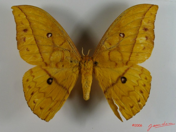 /filer/webapps/moths/media/images/I/imperator_Pseudantheraea_A_Albert.jpg