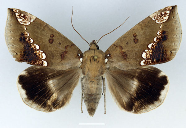 /filer/webapps/moths/media/images/I/imperatrix_Achaea_AF_Basquin.jpg