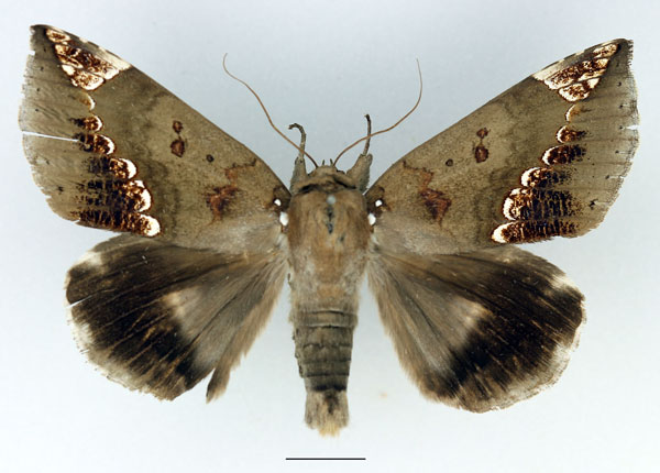 /filer/webapps/moths/media/images/I/imperatrix_Achaea_AM_Basquin.jpg