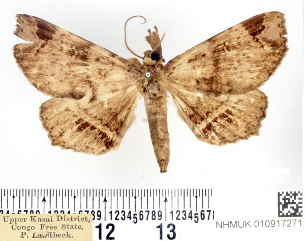 /filer/webapps/moths/media/images/I/imperatrix_Mecodina_AM_BMNH_01.jpg