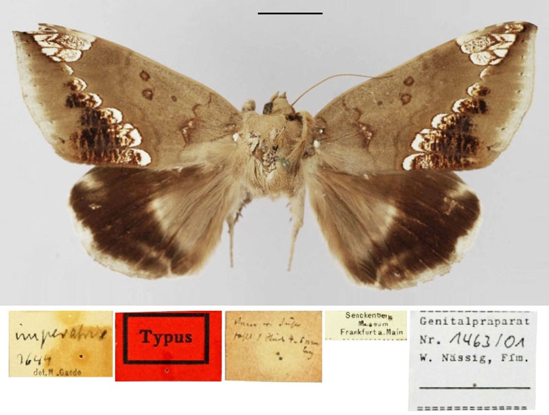 /filer/webapps/moths/media/images/I/imperatrix_Ophisma_LT_SNMF.jpg