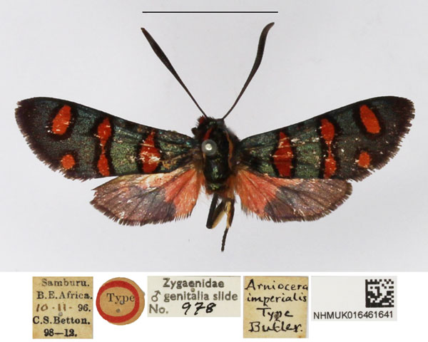 /filer/webapps/moths/media/images/I/imperialis_Arniocera_HT_NHMUK.jpg