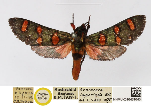 /filer/webapps/moths/media/images/I/imperialis_Arniocera_PTM_NHMUK.jpg