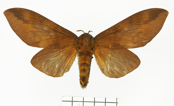 /filer/webapps/moths/media/images/I/imperialis_Gonometa_AF_Basquin.jpg