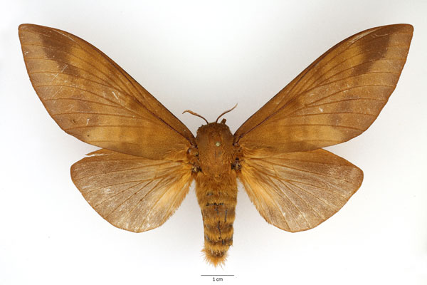 /filer/webapps/moths/media/images/I/imperialis_Gonometa_AF_Basquin_02.jpg