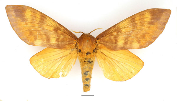 /filer/webapps/moths/media/images/I/imperialis_Gonometa_AF_Basquin_03.jpg