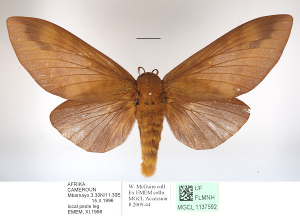 /filer/webapps/moths/media/images/I/imperialis_Gonometa_AF_MGCLa_01.JPG