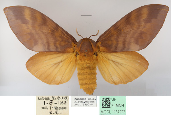 /filer/webapps/moths/media/images/I/imperialis_Gonometa_AF_MGCLa_02.JPG
