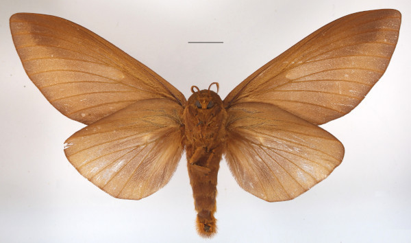 /filer/webapps/moths/media/images/I/imperialis_Gonometa_AF_MGCLb_01.JPG