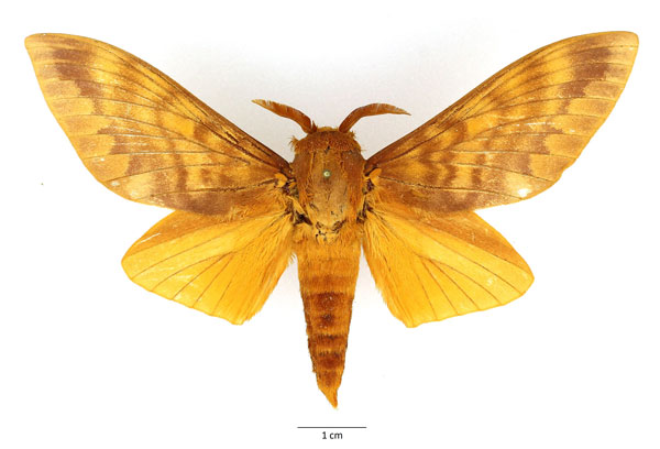 /filer/webapps/moths/media/images/I/imperialis_Gonometa_AM_Basquin_02.jpg