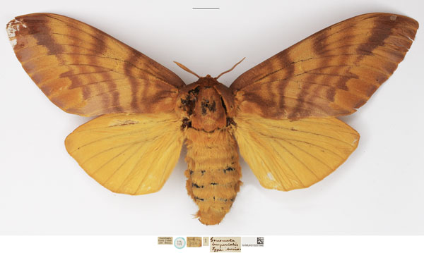 /filer/webapps/moths/media/images/I/imperialis_Gonometa_HT_NHMUK.jpg