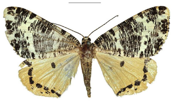 /filer/webapps/moths/media/images/I/imperialis_Rhodophthitus_HT_SNMF.jpg