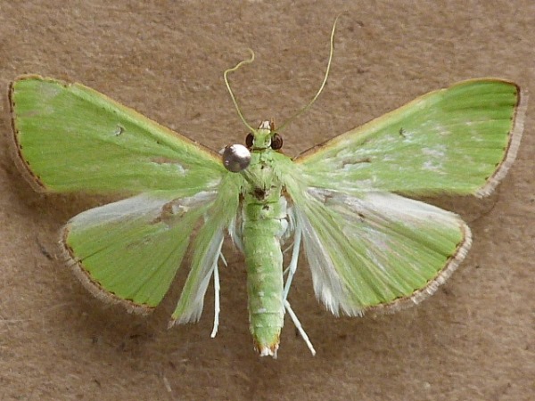 /filer/webapps/moths/media/images/I/impia_Parotis_A_Butler_02.JPG