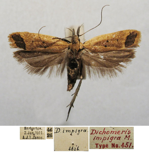/filer/webapps/moths/media/images/I/impigra_Dichomeris_ST_TMSA.jpg