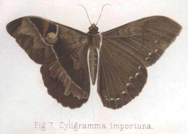 /filer/webapps/moths/media/images/I/importuna_Cyligramma_HT_Keferstein.jpg