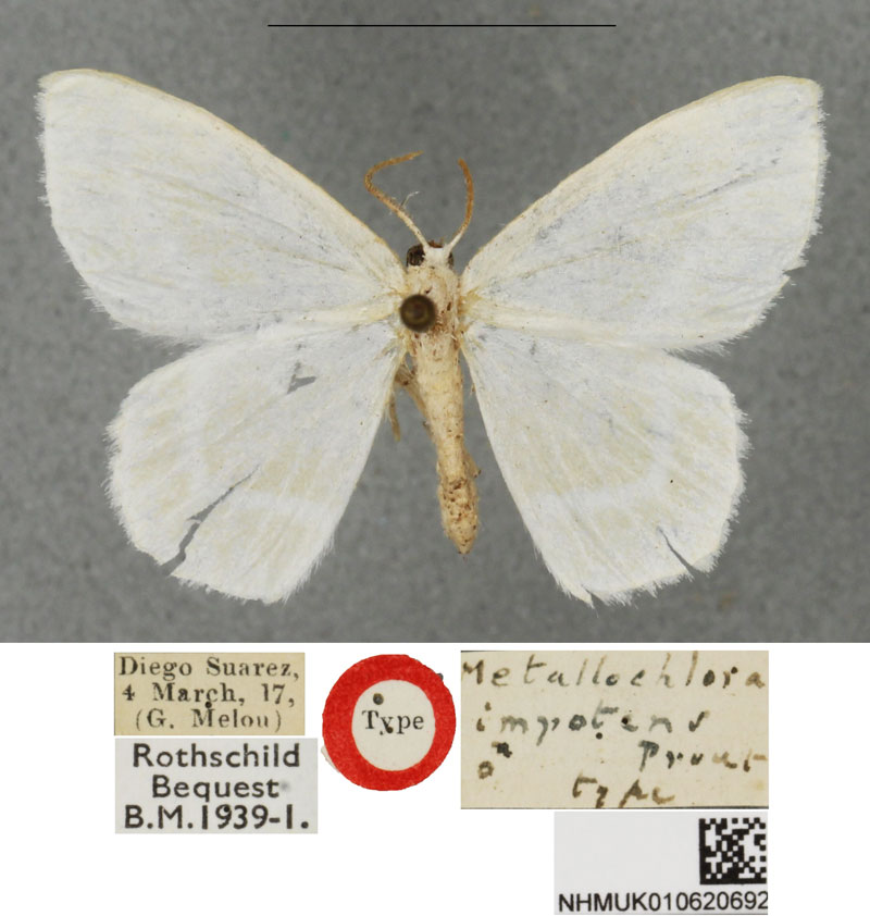 /filer/webapps/moths/media/images/I/impotens_Metallochlora_HT_BMNH.jpg