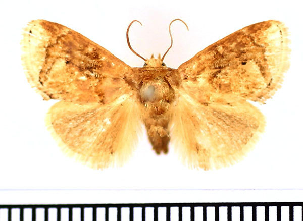 /filer/webapps/moths/media/images/I/improba_Niphadolepis_AM_BMNH_02.jpg
