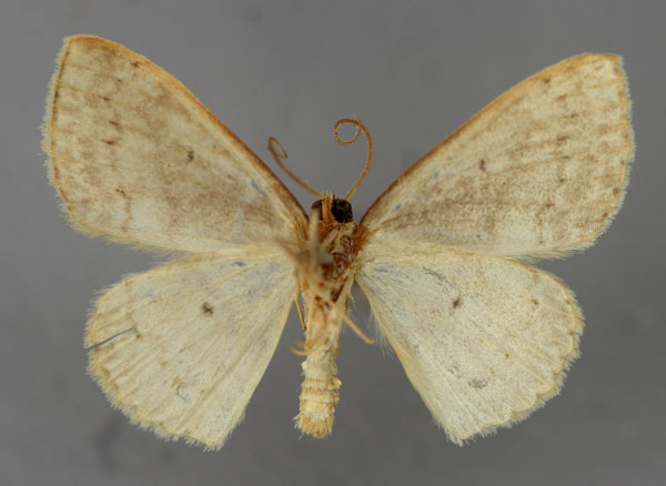 /filer/webapps/moths/media/images/I/improba_Scopula_A_ZSM_02.jpg