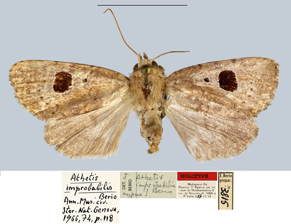 /filer/webapps/moths/media/images/I/improbabilis_Athetis_HT_MNHN.jpg