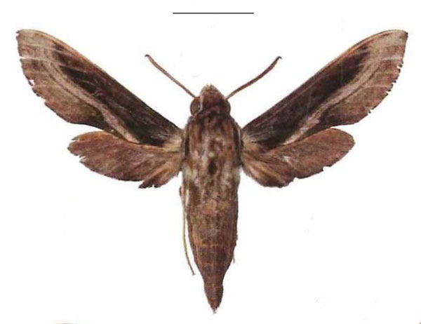 /filer/webapps/moths/media/images/I/improvisa_Theretra_AM_EMEM_01.jpg