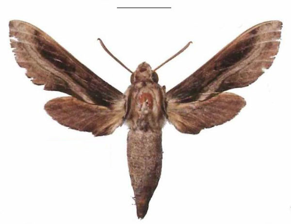 /filer/webapps/moths/media/images/I/improvisa_Theretra_AM_EMEM_02.jpg