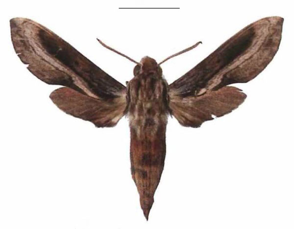 /filer/webapps/moths/media/images/I/improvisa_Theretra_AM_EMEM_03.jpg