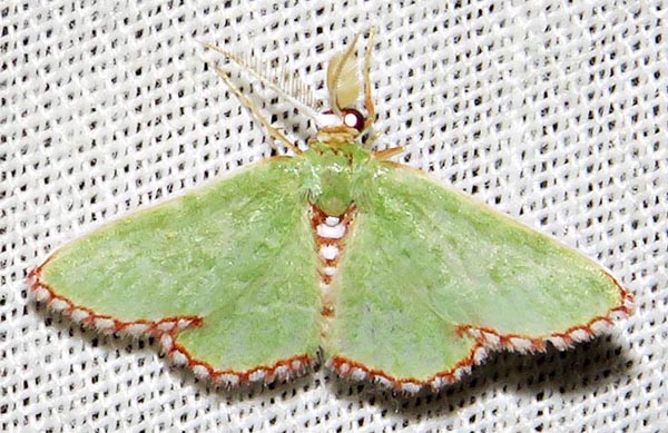 /filer/webapps/moths/media/images/I/impunctata_Allochrostes_A_Braun_06.jpg