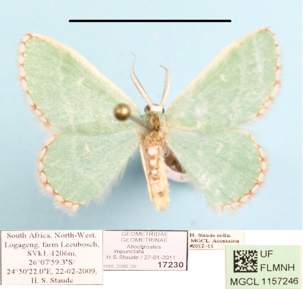 /filer/webapps/moths/media/images/I/impunctata_Allochrostes_A_MGCL_01.jpg