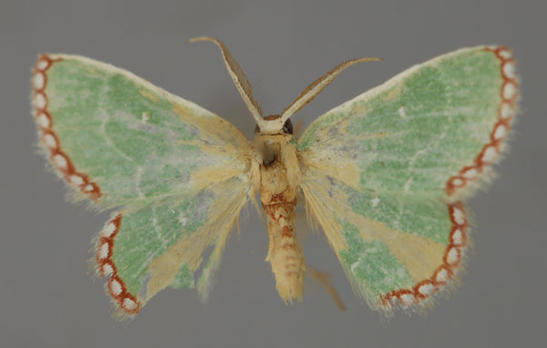 /filer/webapps/moths/media/images/I/impunctata_Allochrostes_A_ZSM_01.jpg