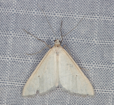 /filer/webapps/moths/media/images/I/impunctata_Barrama_A_Heyns_01.JPG
