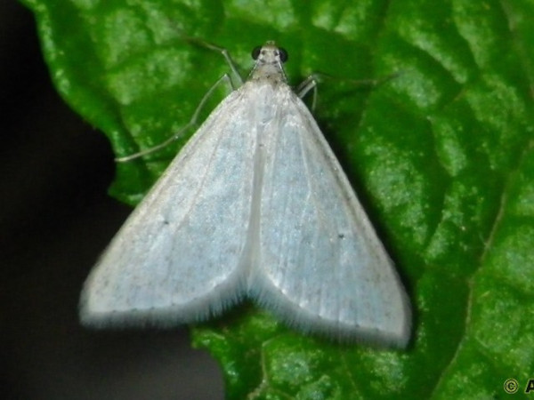 /filer/webapps/moths/media/images/I/impunctata_Barrama_A_Liebenberg_01.jpg