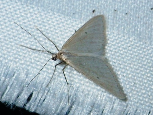 /filer/webapps/moths/media/images/I/impunctata_Barrama_A_Liebenberg_02.jpg