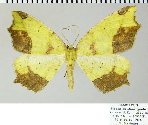 /filer/webapps/moths/media/images/I/impunctata_Epigynopteryx_AF_ZSM_01.jpg