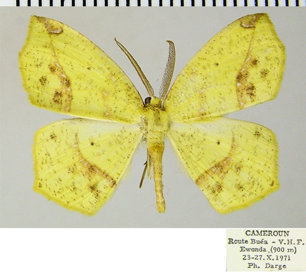 /filer/webapps/moths/media/images/I/impunctata_Epigynopteryx_AM_ZSMa.jpg