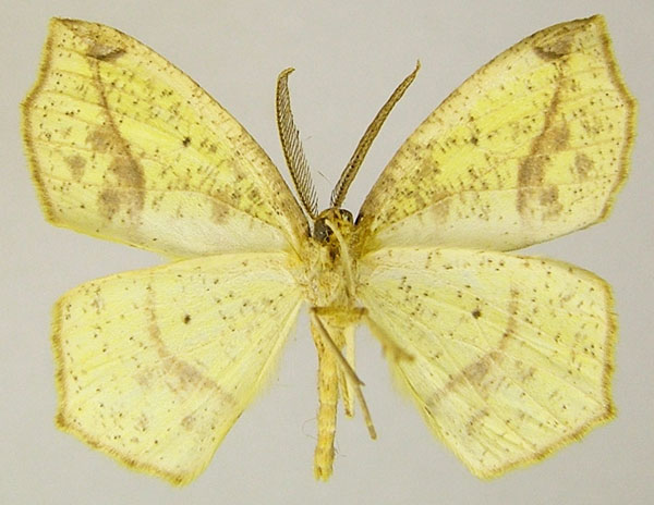 /filer/webapps/moths/media/images/I/impunctata_Epigynopteryx_AM_ZSMb.jpg