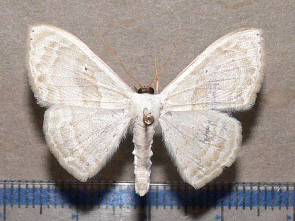 /filer/webapps/moths/media/images/I/impunctulata_Somatina_A_Goff.jpg