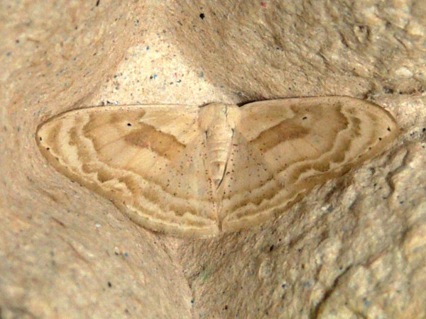 /filer/webapps/moths/media/images/I/impunctulata_Somatina_A_Goff_02.jpg