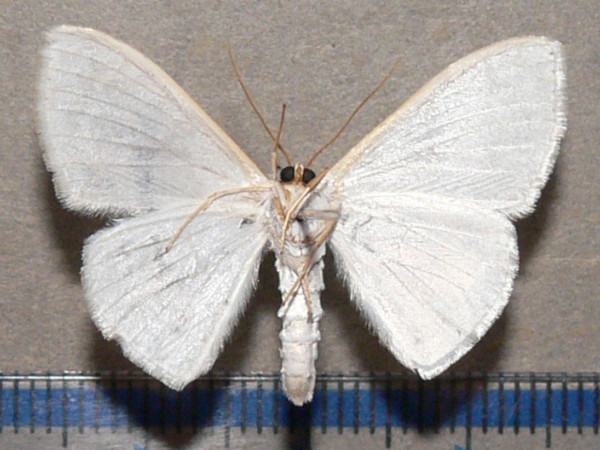 /filer/webapps/moths/media/images/I/impunctulata_Somatina_A_Goffb_01.jpg