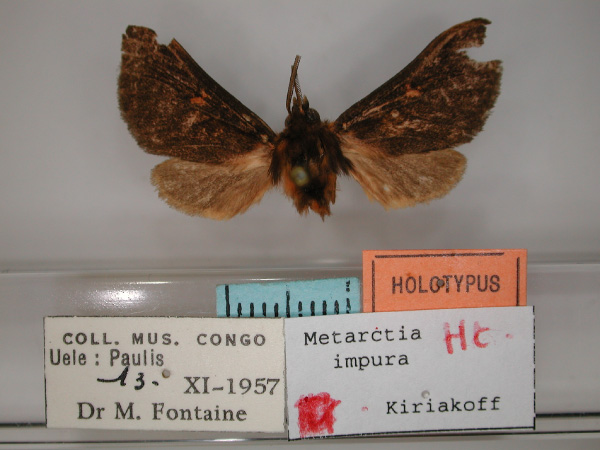 /filer/webapps/moths/media/images/I/impura_Metarctia_HT_RMCA_01.jpg