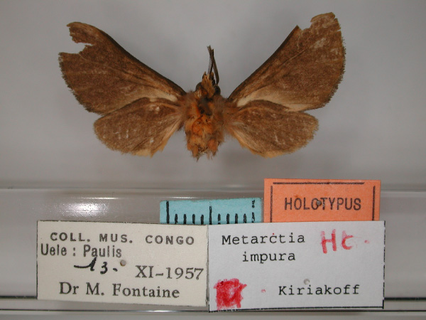 /filer/webapps/moths/media/images/I/impura_Metarctia_HT_RMCA_02.jpg