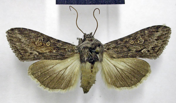 /filer/webapps/moths/media/images/I/inaequalis_Cucullia_AF_TMSA.jpg
