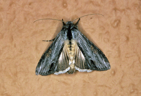 /filer/webapps/moths/media/images/I/inaequalis_Cucullia_A_Roland_01.jpg