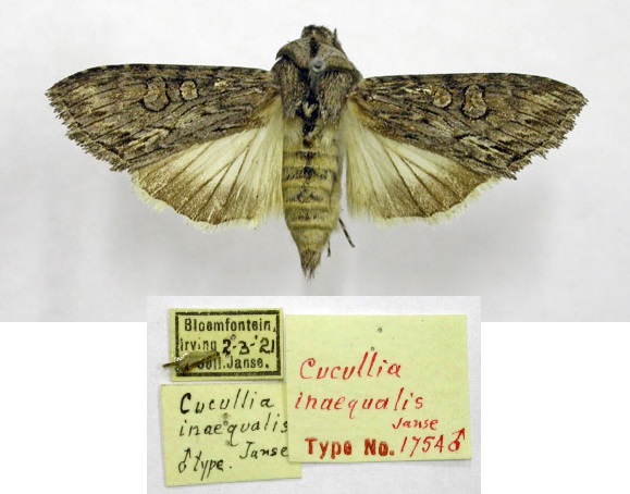 /filer/webapps/moths/media/images/I/inaequalis_Cucullia_HT_TMSA.jpg