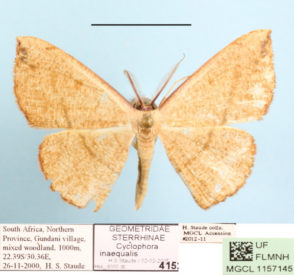 /filer/webapps/moths/media/images/I/inaequalis_Cyclophora_A_MGCLa_01.jpg