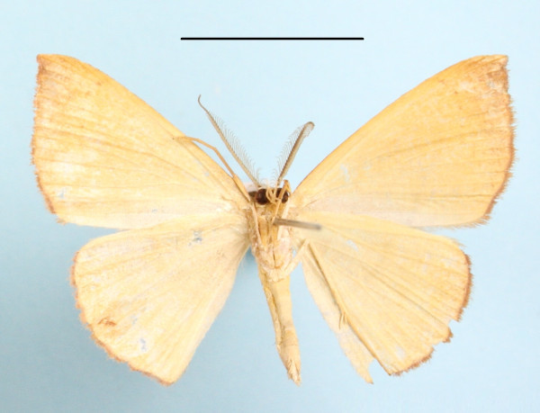 /filer/webapps/moths/media/images/I/inaequalis_Cyclophora_A_MGCLb_01.jpg