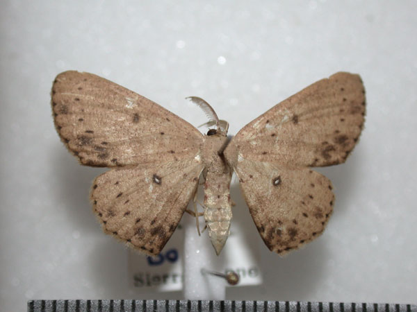 /filer/webapps/moths/media/images/I/inaequalis_Cyclophora_A_Revell.jpg