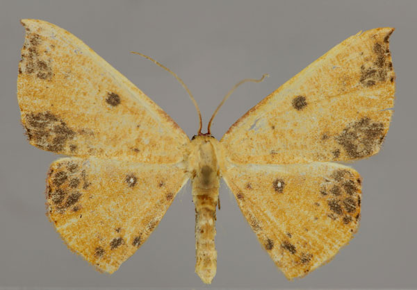 /filer/webapps/moths/media/images/I/inaequalis_Cyclophora_A_ZSM_01.jpg