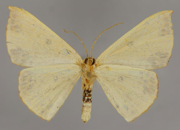 /filer/webapps/moths/media/images/I/inaequalis_Cyclophora_A_ZSM_02.jpg