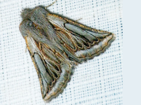 /filer/webapps/moths/media/images/I/inaequalis_Drepanogynis_A_Liebenberg_02.jpg